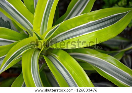 Striped tropical plant close up