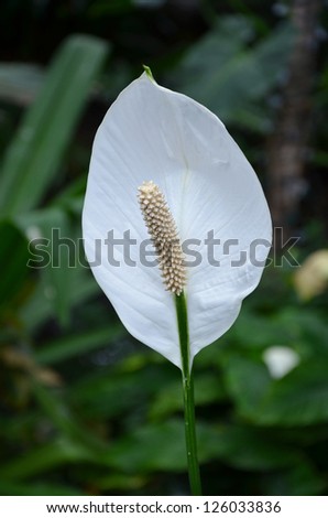 Single white peace lily flower against green background