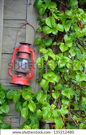 Old red lantern on wooden wall with climbing plant