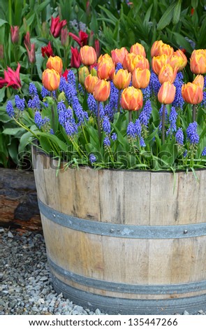 Orange tulips and bluebells in wooden planter