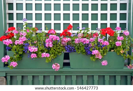 Colorful geranium flower planters on green shelf