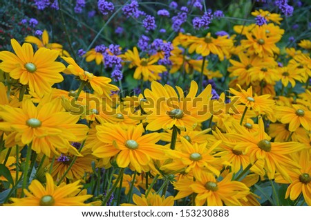 Beautiful yellow black-eyed susan flowers