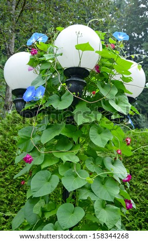 White garden lights with climbing plants and flowers