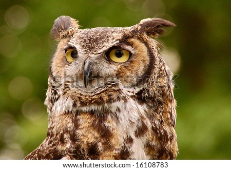 Brown spotted owl against green background