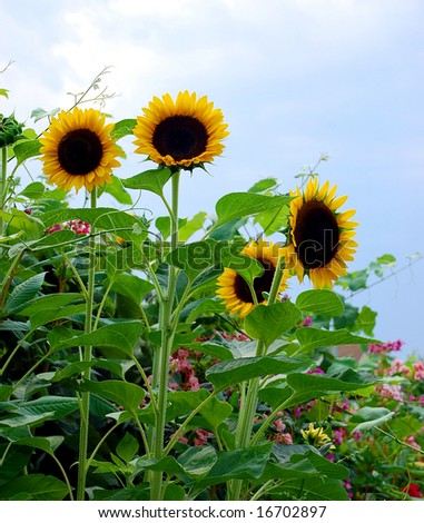 Sunflowers in garden with blue sky