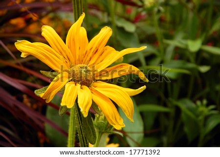 Yellow black-eyed susan flower