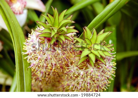 Pineapple lily flower