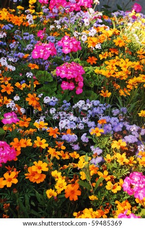 Late summer garden in full color
