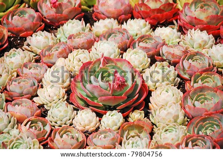 Pink hens and chicks cactus plants