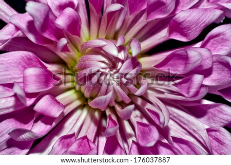 Beatiful purple Chrysanthemum on black background