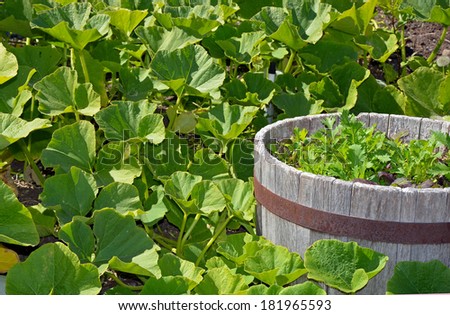Wooden barrel planter filled with lettuce surrounded by squash leaves