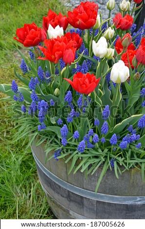 Wooden barrel full of red and white tulips and bluebell flowers in spring
