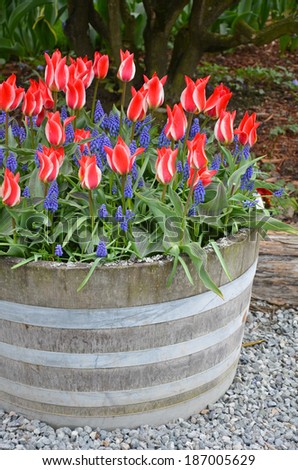 Wooden barrel planter full of red and white striped tulips and