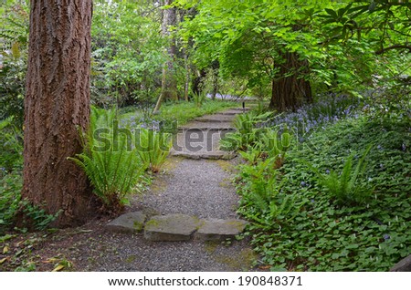 Pathway through pacific northwest forest in early spring