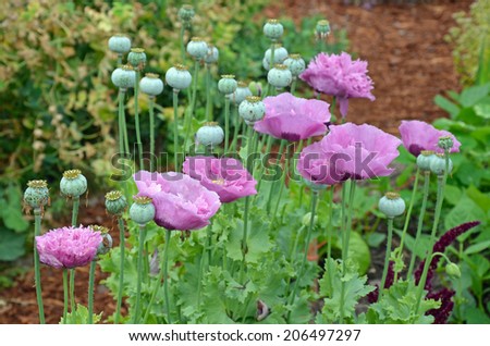 Beautiful fancy purple poppy flowers in summer garden