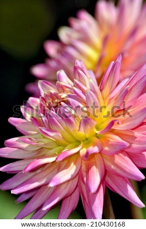 Beautiful pink dahlia flowers