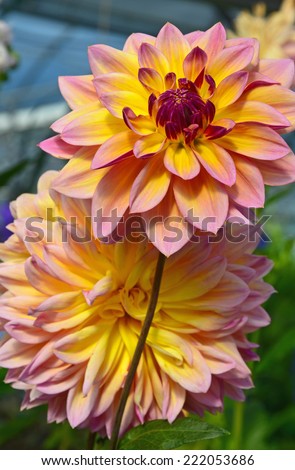 Two beautiful pink and yellow dahlia flowers