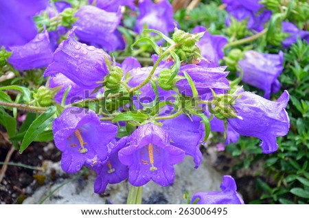Beautiful purple canterbury bell flowers