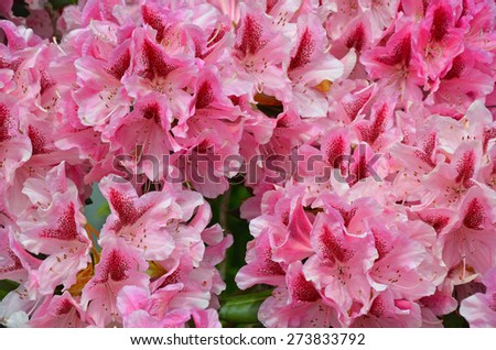 Beautiful pink rhododendron flowers in full bloom