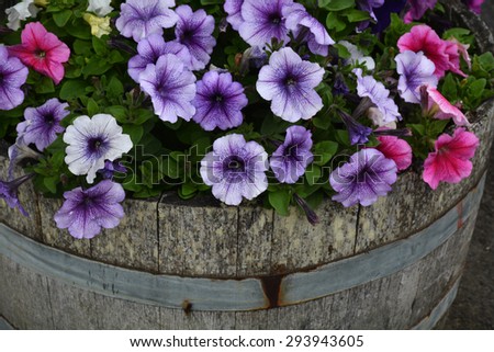 Pink and purple petunias in wooden planter