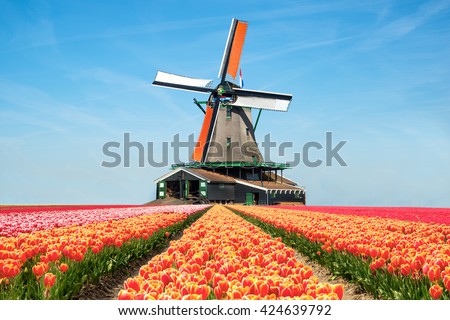 Landscape of Netherlands bouquet of tulips. colorful tulips. tulips in spring and windmills in the Netherlands.