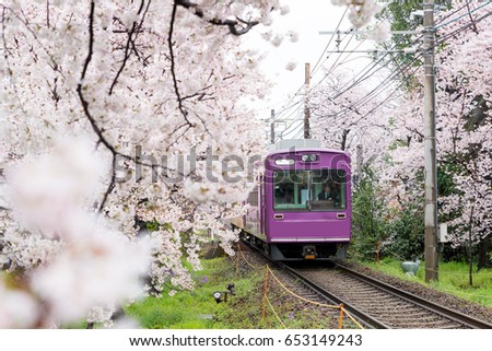 View of Kyoto local train traveling on rail tracks with flourishing cherry blossoms along the railway in Kyoto, Japan