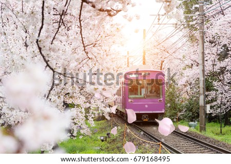 View of Kyoto local train traveling on rail tracks with flourishing cherry blossoms along the railway in Kyoto, Japan.