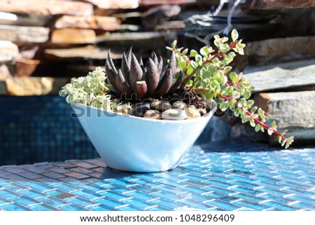Succulent plant centerpiece container garden with pebbles on blue glass tile water feature and waterfall.
