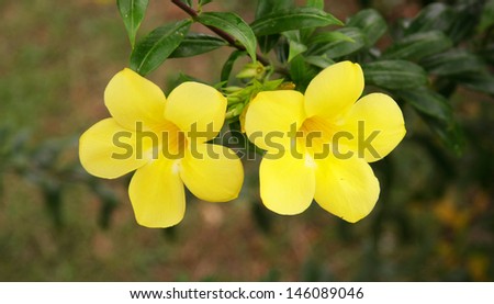 Allamanda ,Golden Trumpet Flowers