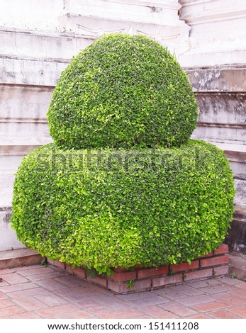 ornamental bush green tree