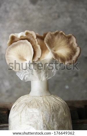 Fresh Oyster Mushrooms growing in soil and sawdust in plastic bag. Cultivation of Oyster Mushrooms, Bhutan Oyster Mushrooms, Bhuthanese Oyster Mushrooms.