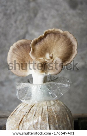 Fresh Oyster Mushrooms growing in soil and sawdust in plastic bag. Cultivation of Oyster Mushrooms, Bhutan Oyster Mushrooms, Bhuthanese Oyster Mushrooms.