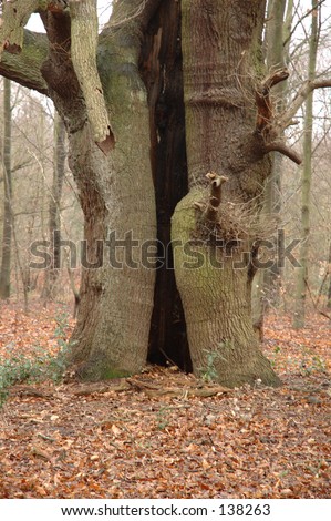 Entrance of a oak in Sherwood forest from the Robin Hood legend