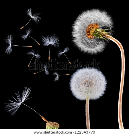 Dandelions isolated on the black background with flying seeds and macro of single seed