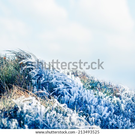 Beautiful frozen grass on autumn day in the mountains