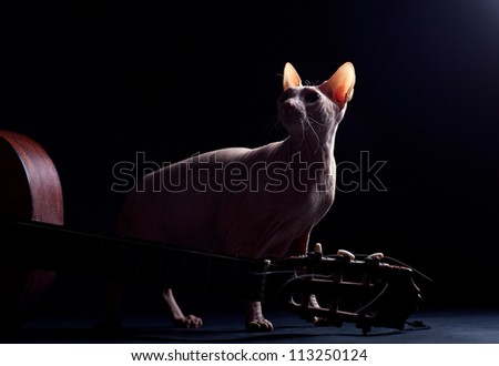 Cat of breed the Don Sphynx  and guitar
