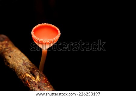 Fungi Cup on black background, soft focus