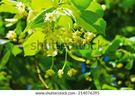 background of linden blossoms. medicinal plant.health and diet food
