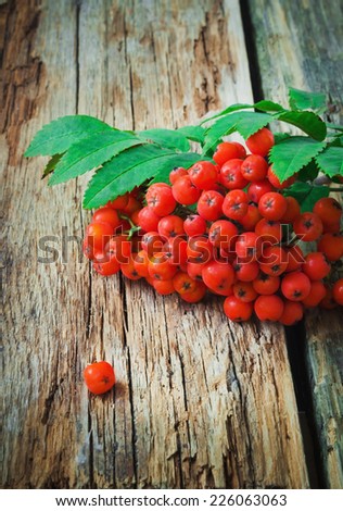 red rowan branches on the old wooden background. autumn theme