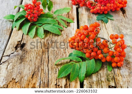 red rowan branches on the old wooden background. autumn theme