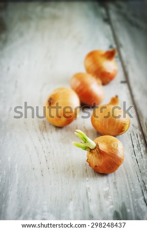 sprouting onion on old wooden background. vintage style. vegetables from his garden