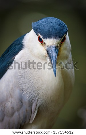 Close-up of a black-crowned night-heron. Details of its eyes, black bill and contrasting color feathers. Photograph of watchful wading bird taken in Jamaica Bay, New York. Wildlife photography.