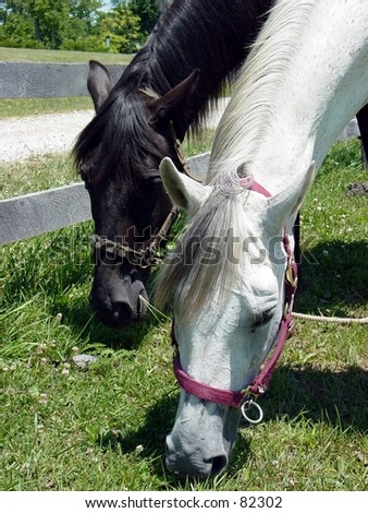 Horse feeding in field