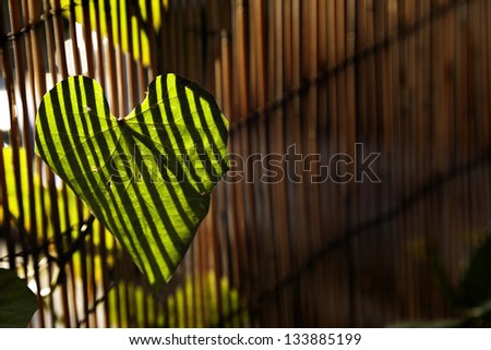Close up at the leaf of a climber plant on blurred bamboo fence background, which in turn casts stripes of shadow on the leaf, lit by afternoon yellow sun.