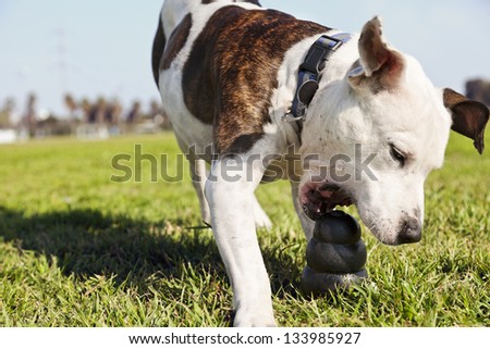 A Pit Bull just about to grab a dog chew toy with his mouth, on a sunny day at the park.