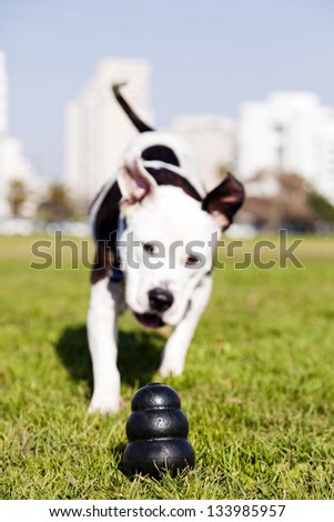 A black dog chew toy at the front of the frame, with a Pit Bull running towards it.