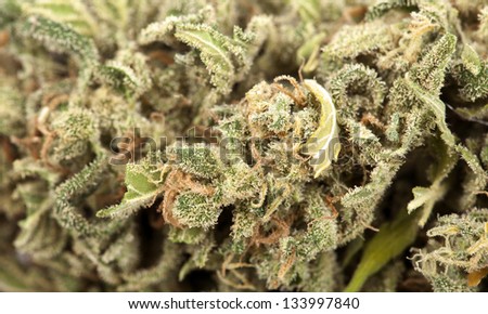 An extreme macro shot of a cannabis bud that had been grown by hydroponic process.