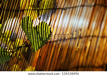 Close up at a heart shaped leaf of a climber plant on blurred bamboo fence background, which in turn casts stripes of shadow on the leaf, lit by dusk yellow sun.