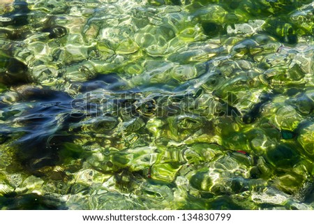Transparent and slightly rippled sea water lit by high-noon sun distort the shapes of the bright green algae and the rocks it covers.
