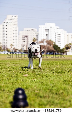 A blurred black dog chew toy at the front of the frame, with a Pit Bull running towards it from the distance.
